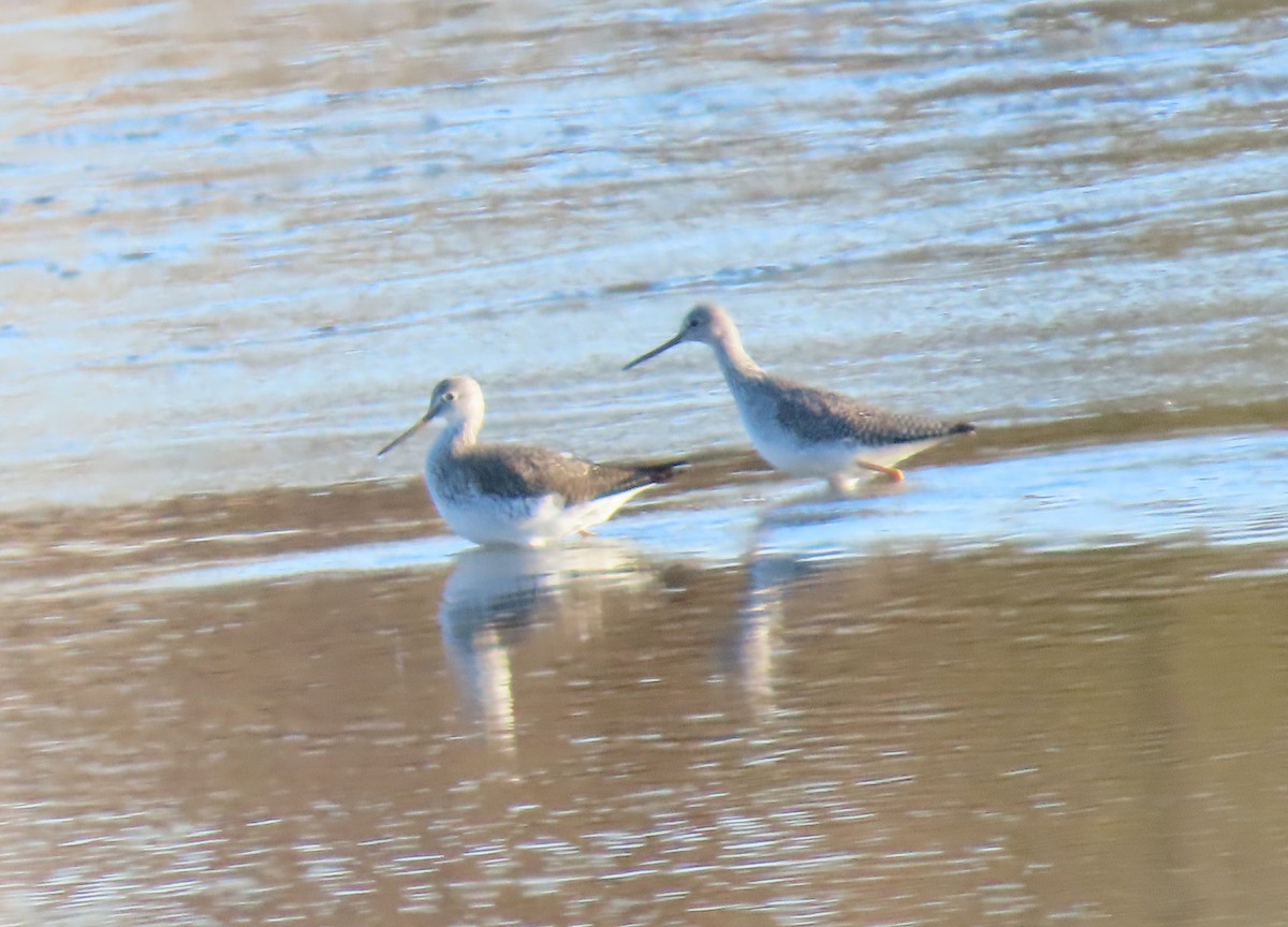 Greater Yellowlegs - ML647049029