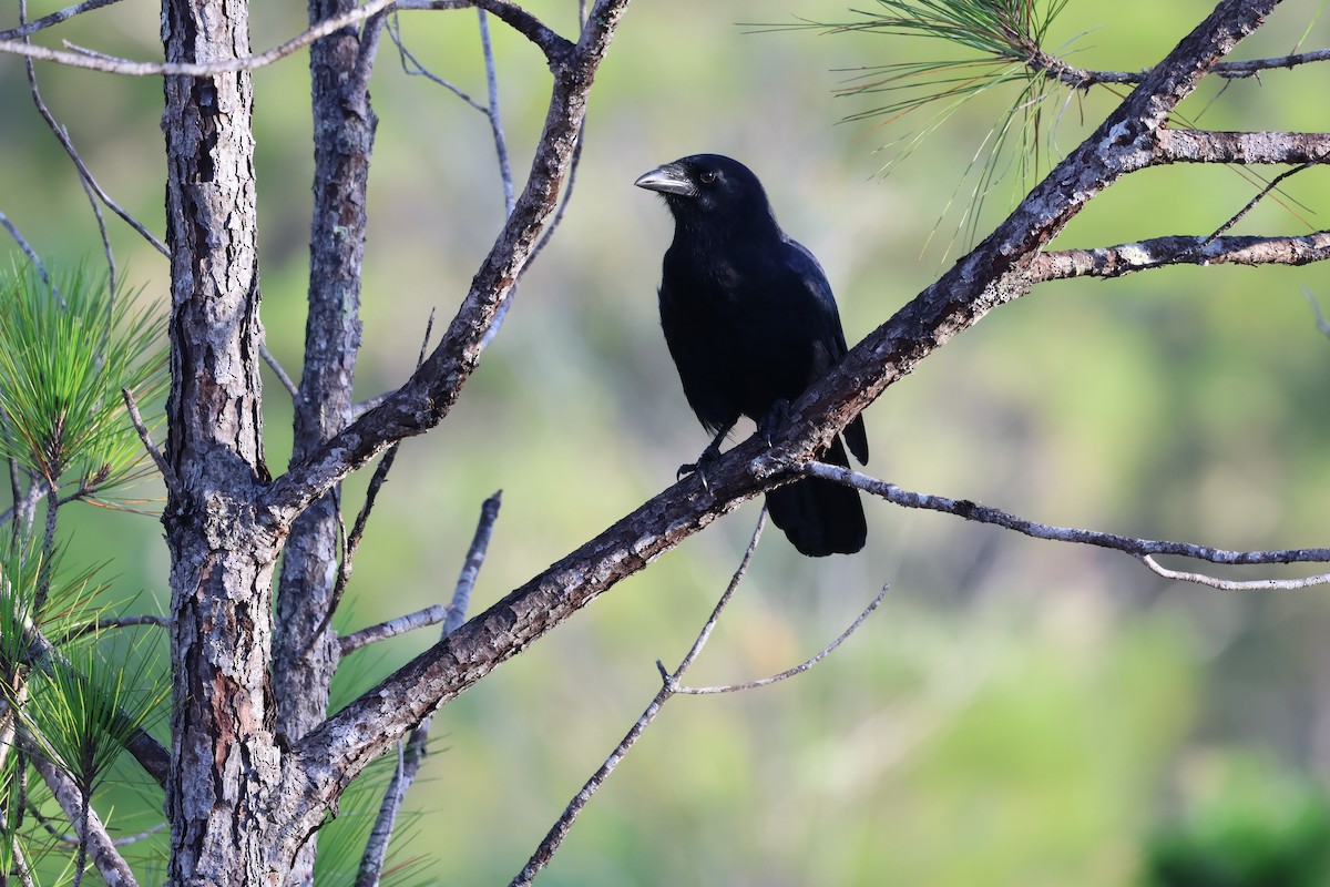 Hispaniolan Palm-Crow - ML647049030
