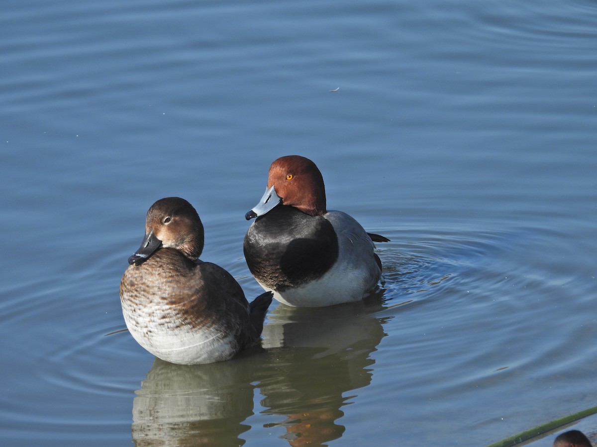 Redhead - ML647049031