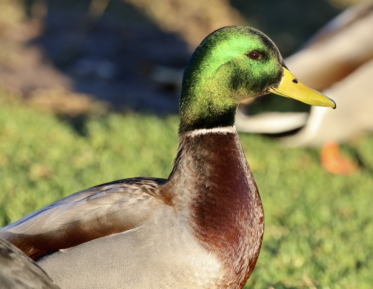 Germano reale - ML647049032