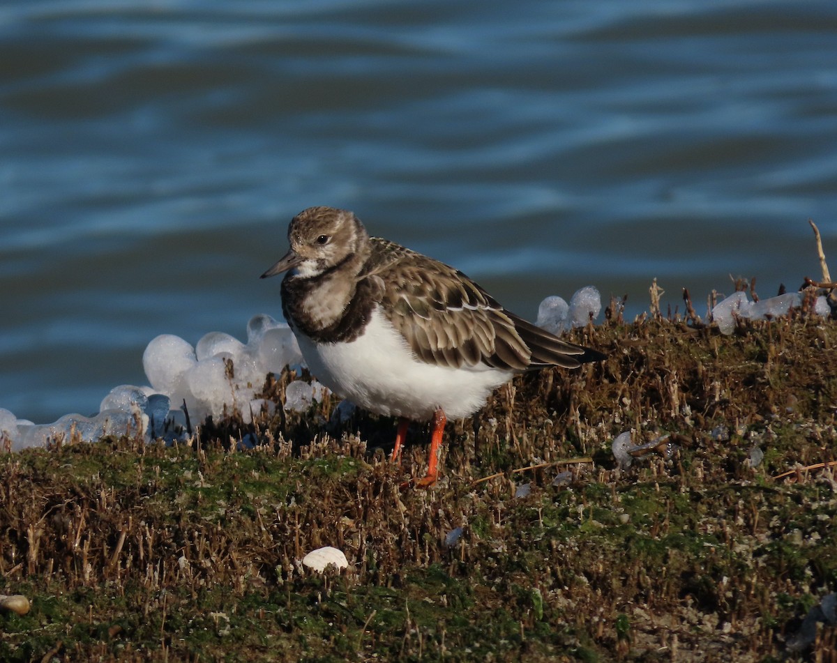 Voltapietre - ML647049034