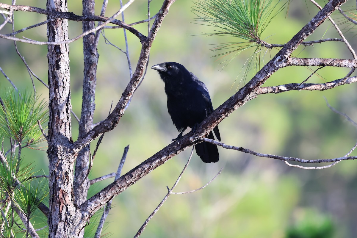 Hispaniolan Palm-Crow - ML647049035