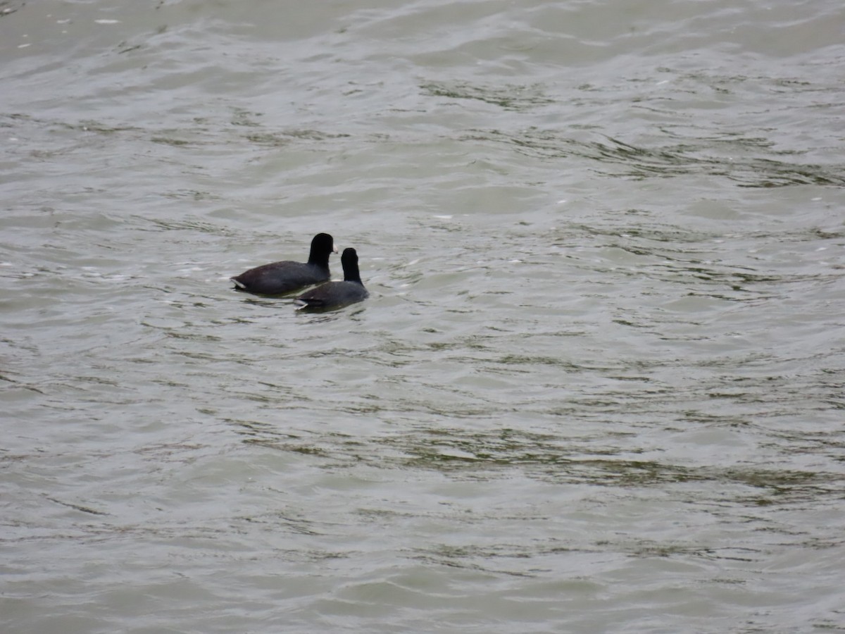 American Coot - ML647049036