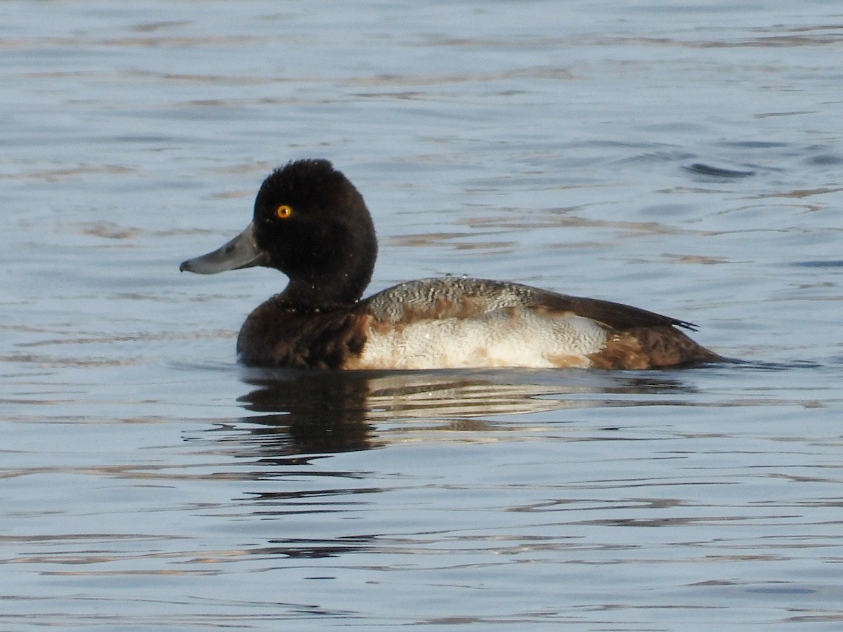 Lesser Scaup - ML647049037
