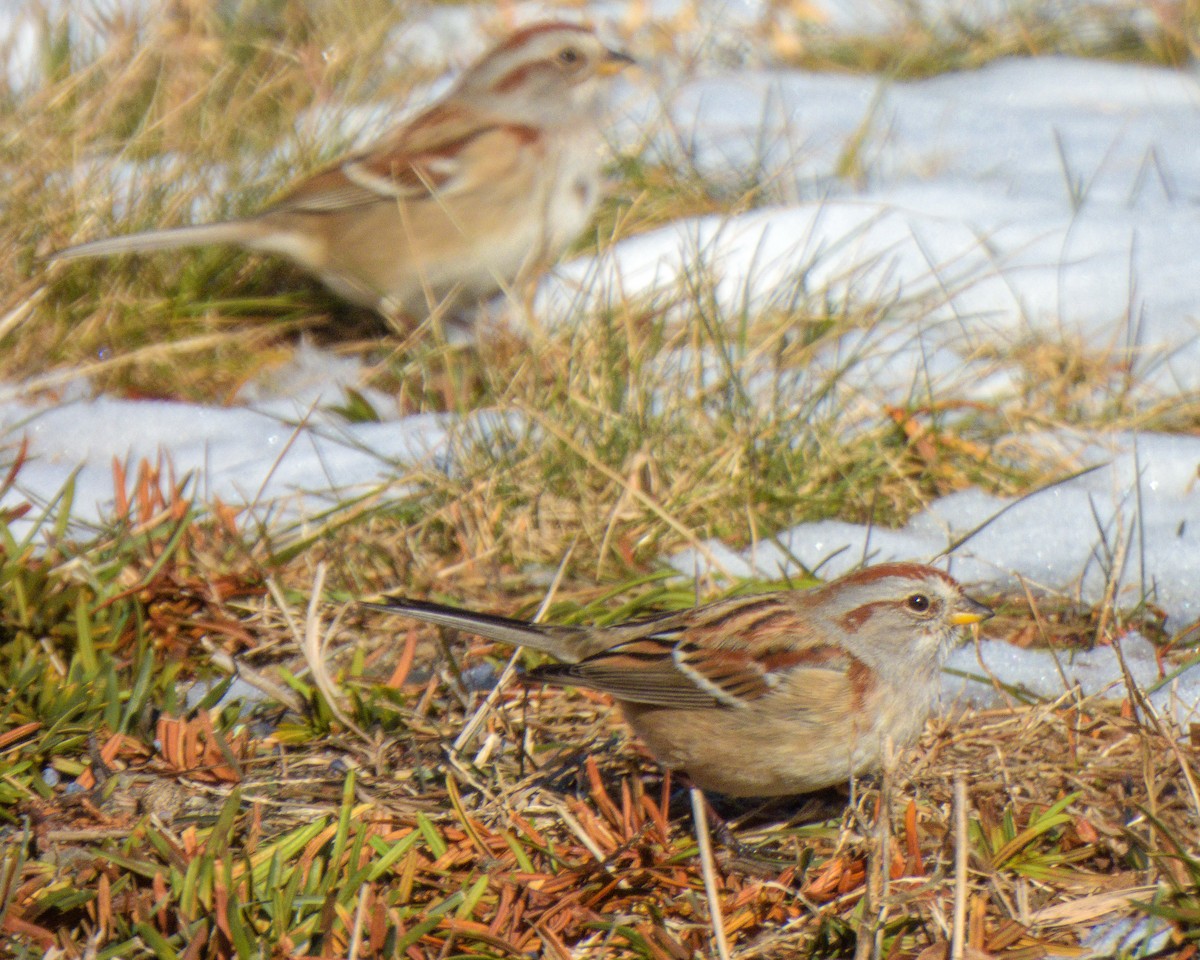 American Tree Sparrow - ML647049039