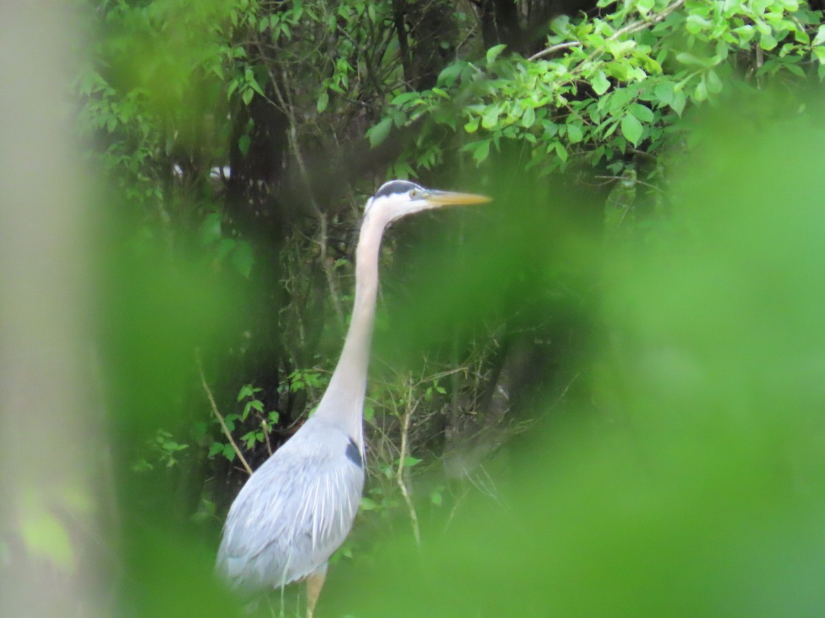 Great Blue Heron - ML647049040