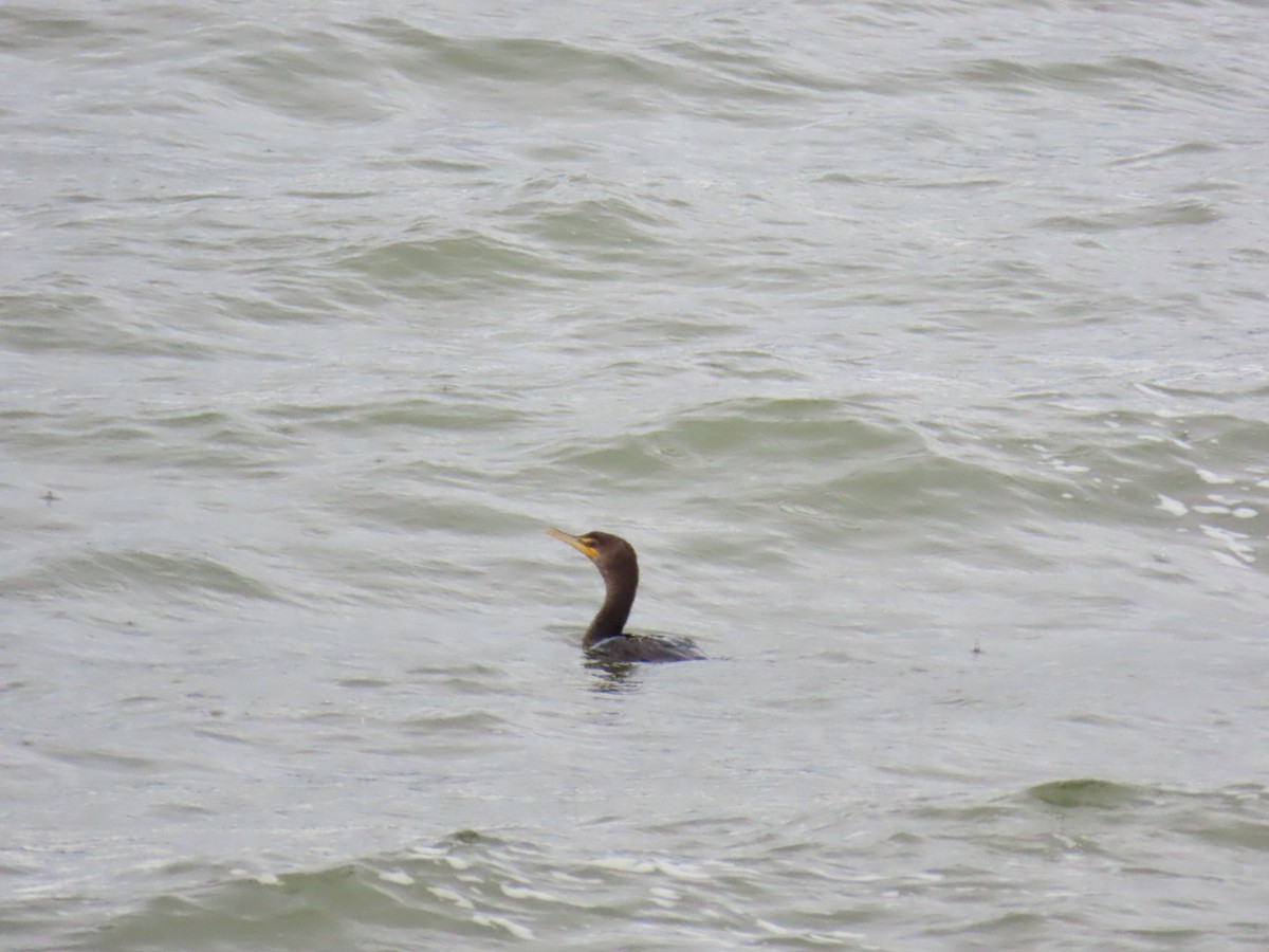 Double-crested Cormorant - ML647049042