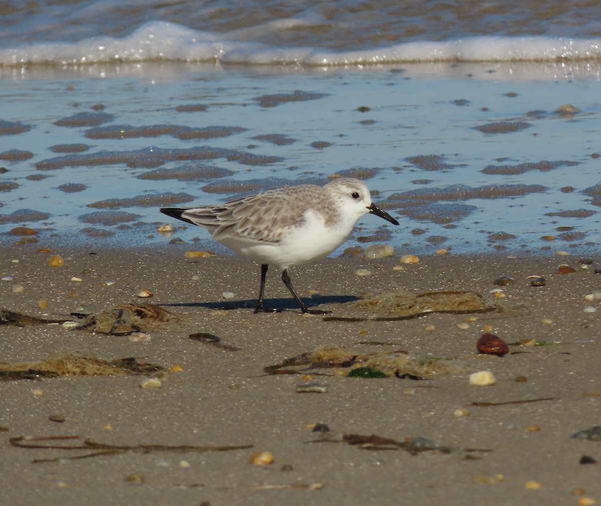 Piovanello tridattilo - ML647049043