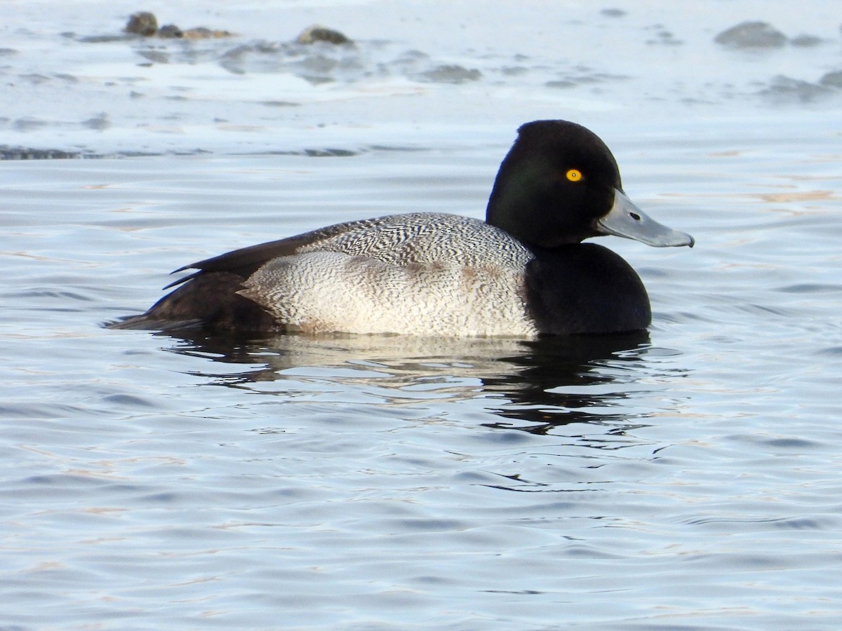 Lesser Scaup - ML647049044