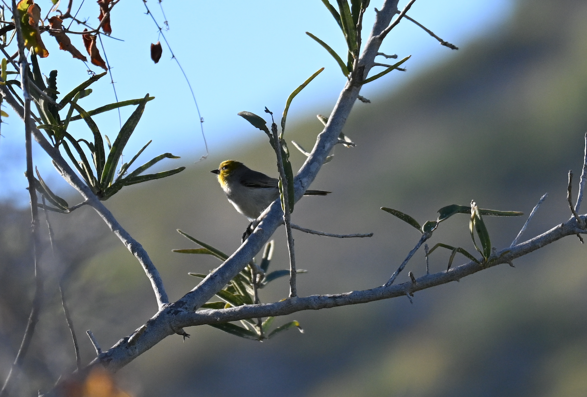 Verdin - ML647049045