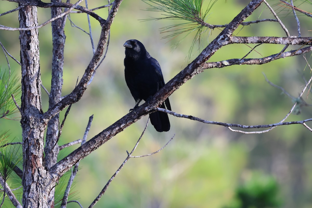 Hispaniolan Palm-Crow - ML647049046