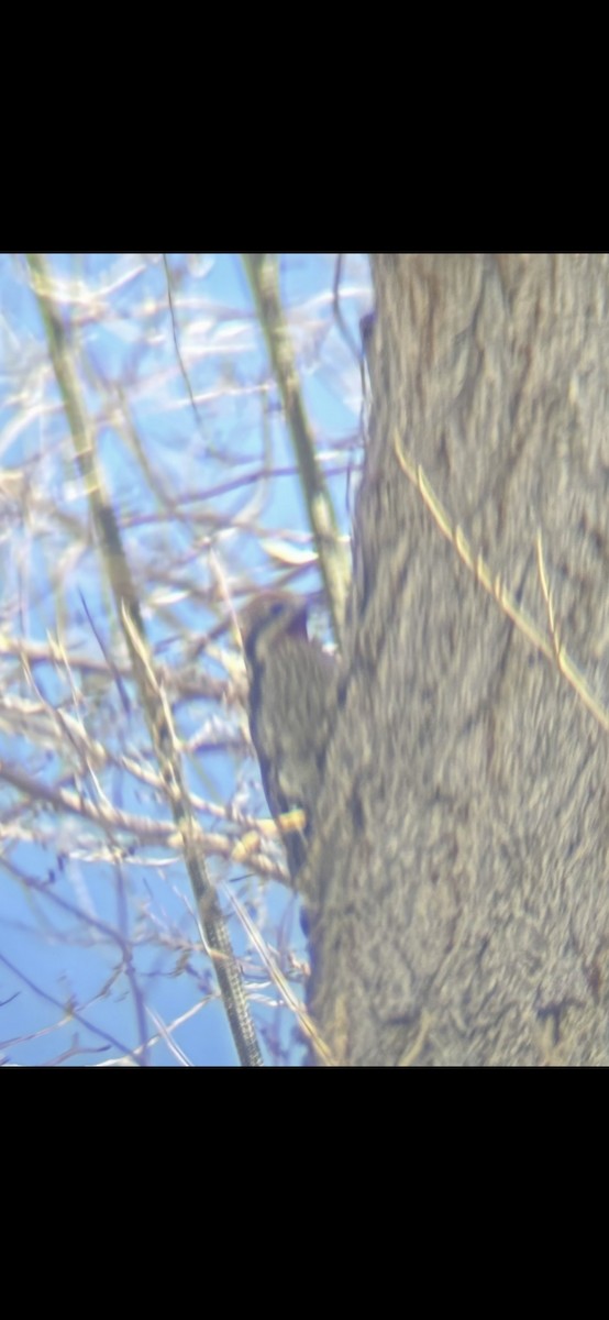 Red-naped Sapsucker - ML647049047