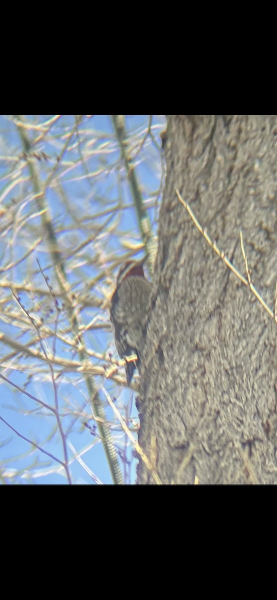 Red-naped Sapsucker - ML647049048
