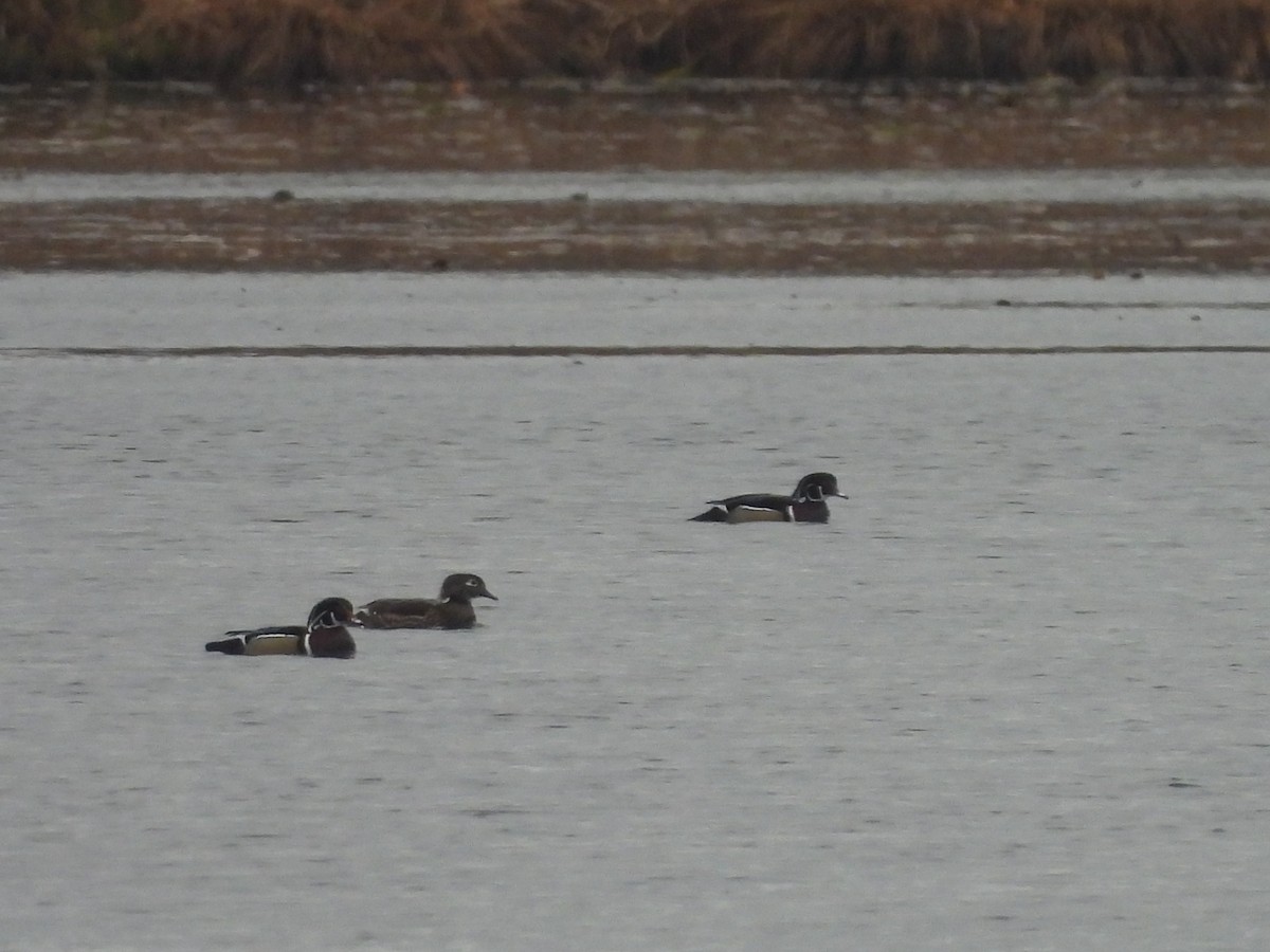 Anatra sposa - ML647049049