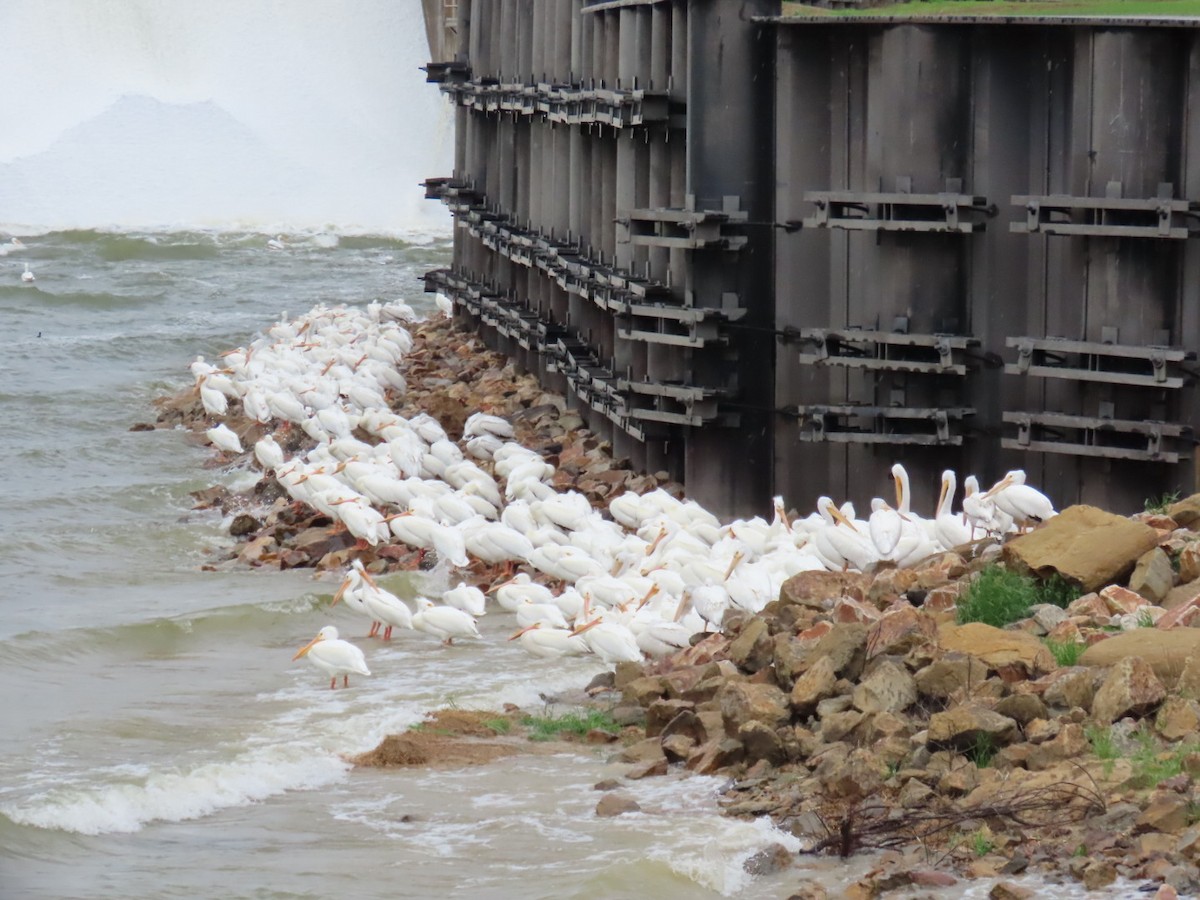 American White Pelican - ML647049050