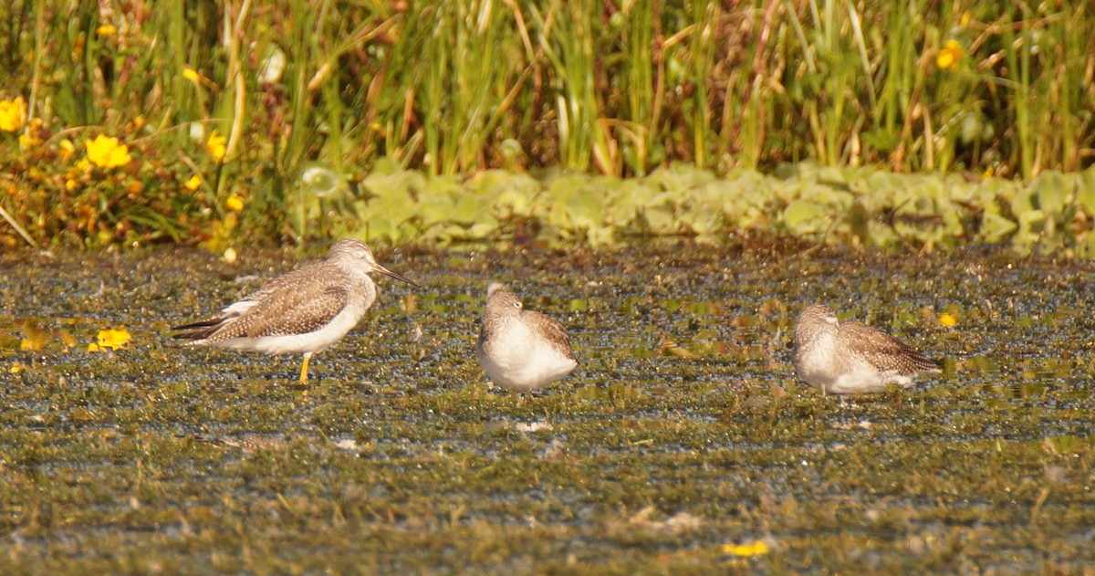Lesser/Greater Yellowlegs - ML647049051