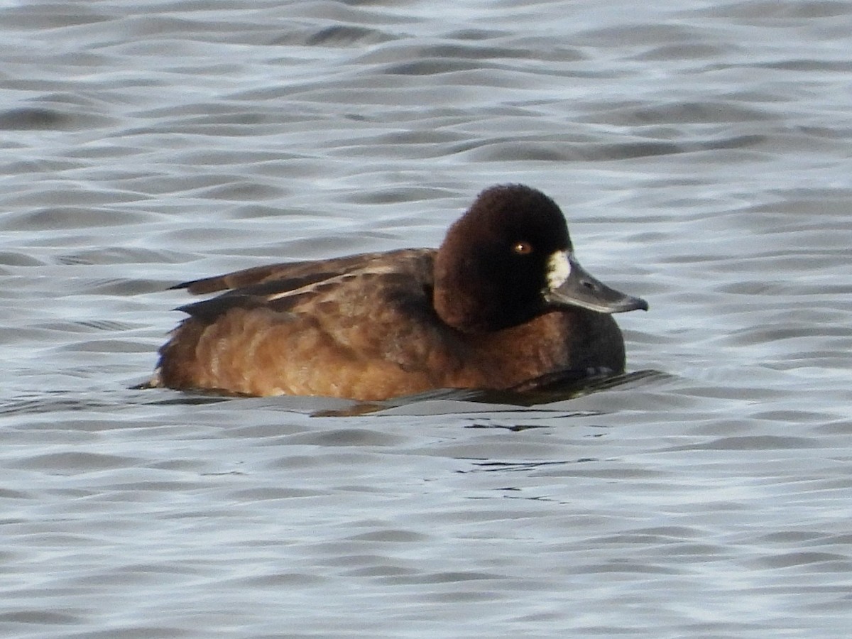 Lesser Scaup - ML647049052