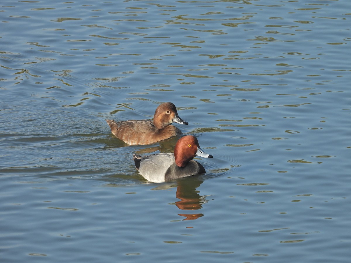 Redhead - ML647049053