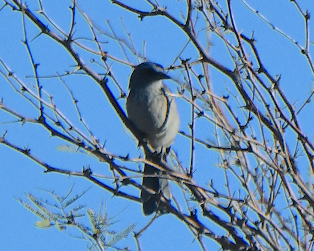 Woodhouse's Scrub-Jay - ML647049054