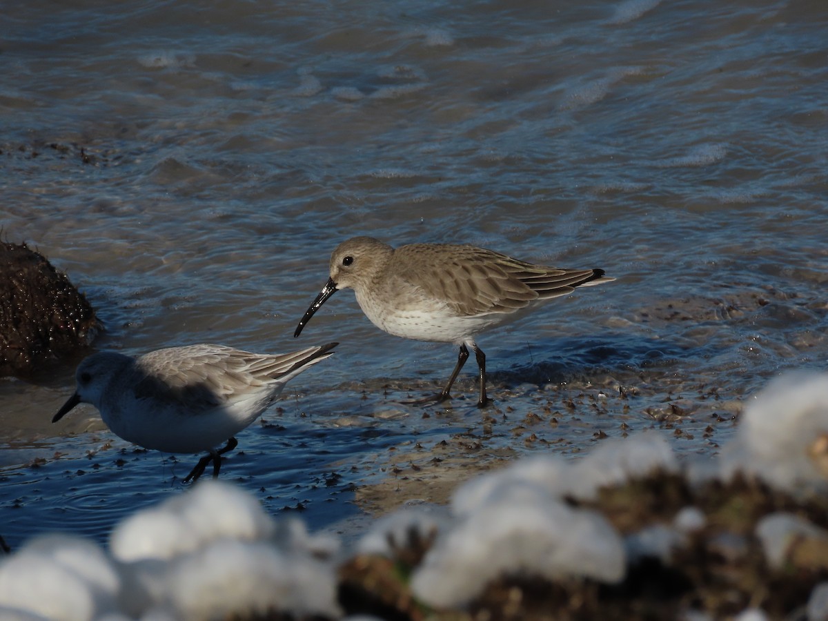 Побережник чорногрудий - ML647049055