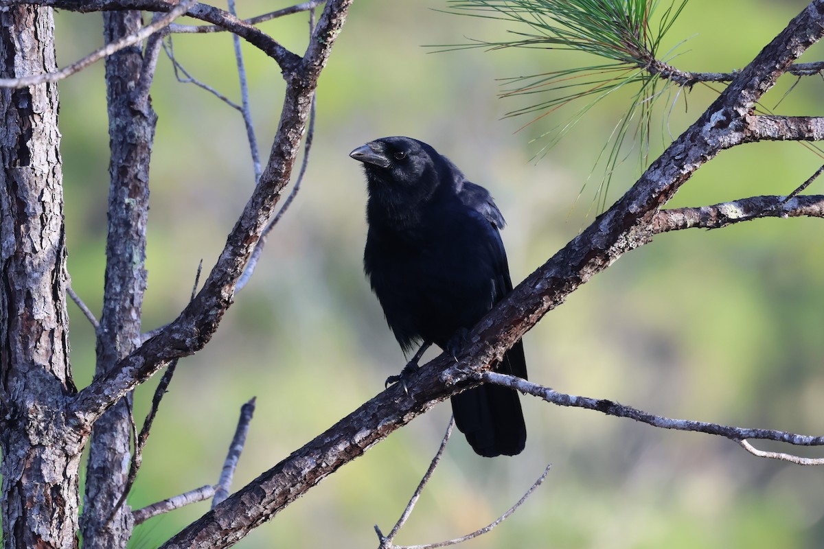 Hispaniolan Palm-Crow - ML647049056