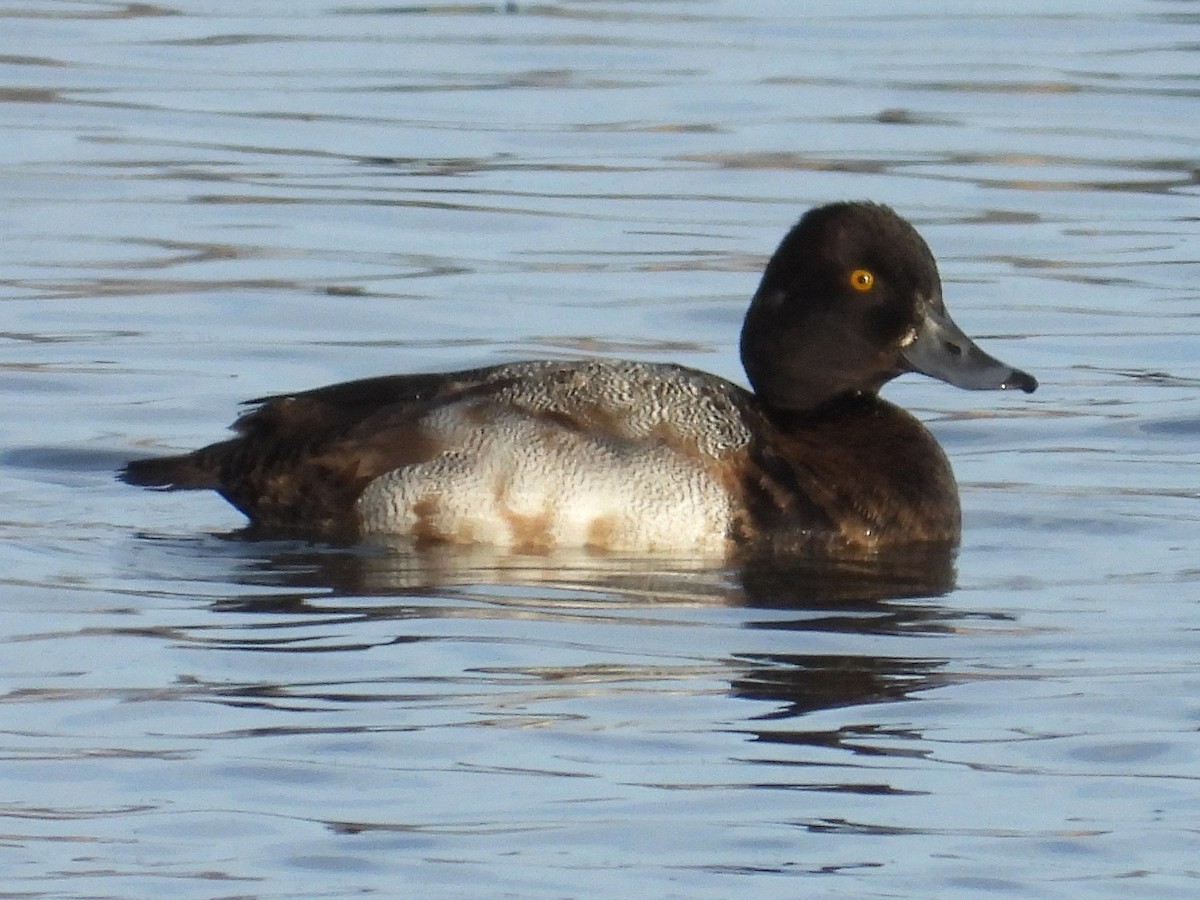 Lesser Scaup - ML647049057