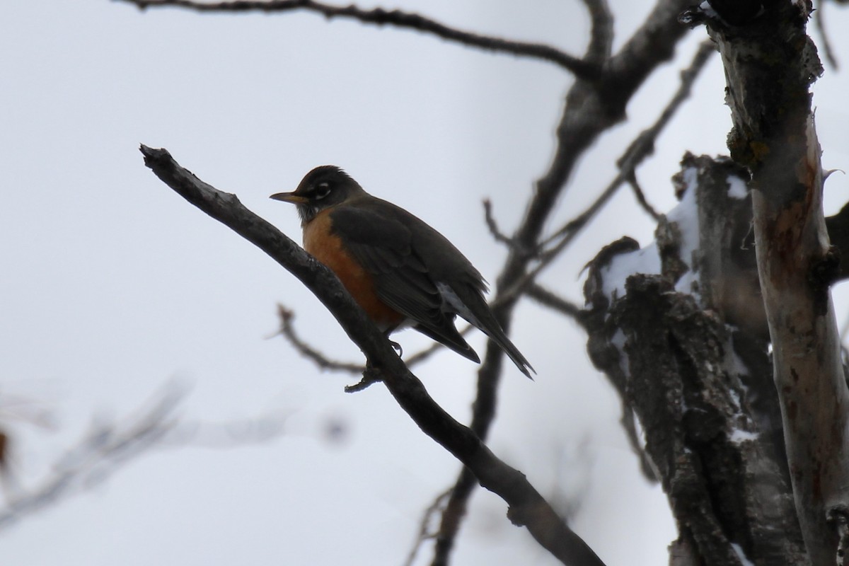 American Robin - ML647049058