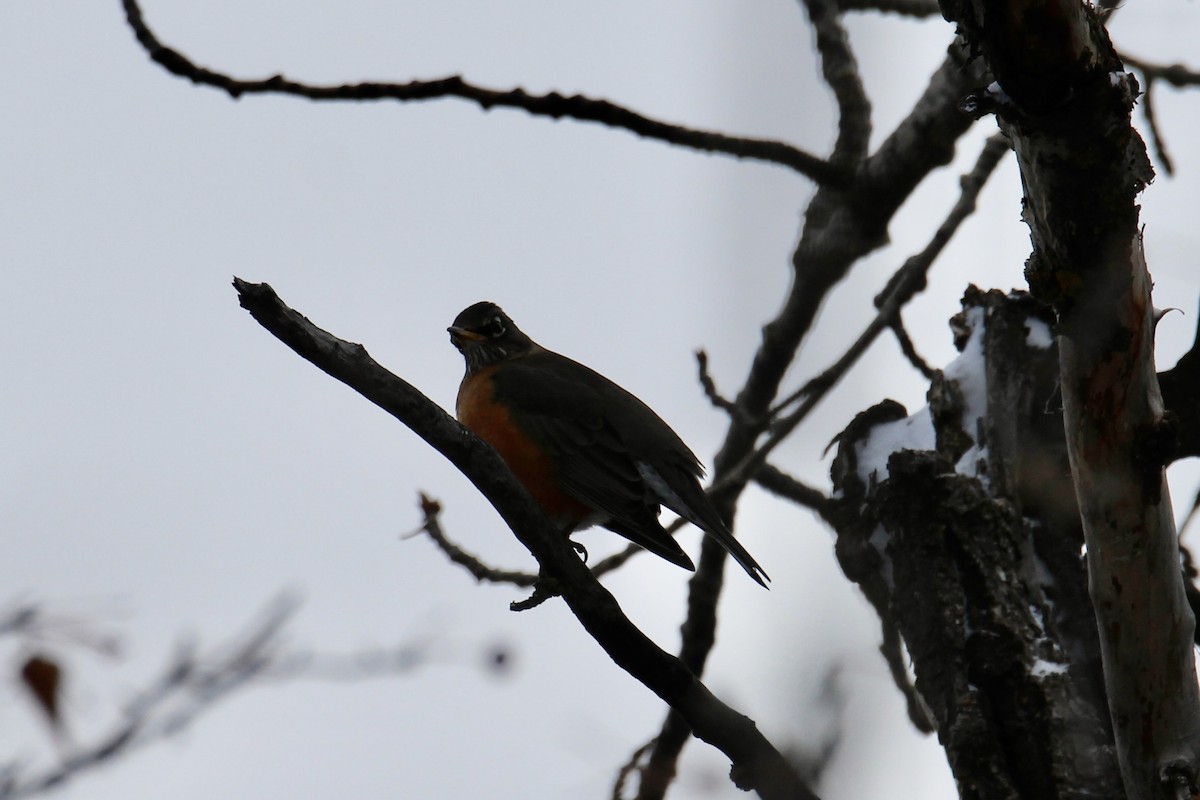 American Robin - ML647049059