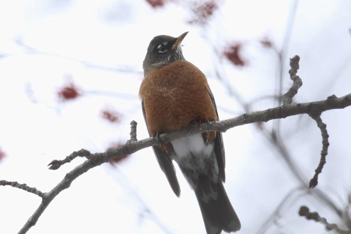 American Robin - ML647049060