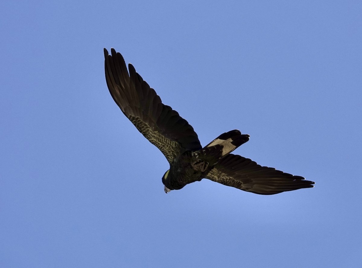 kakadu černý - ML647049061