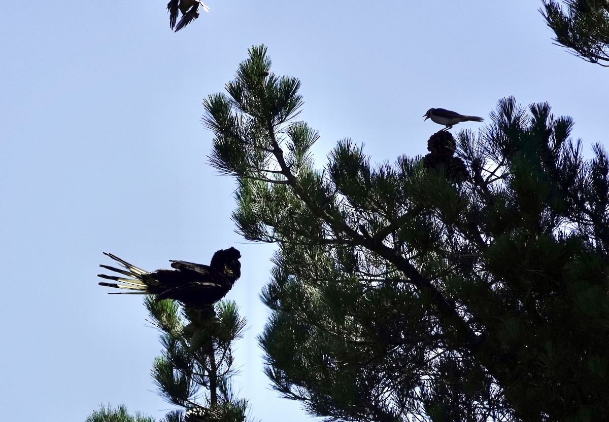 kakadu černý - ML647049062