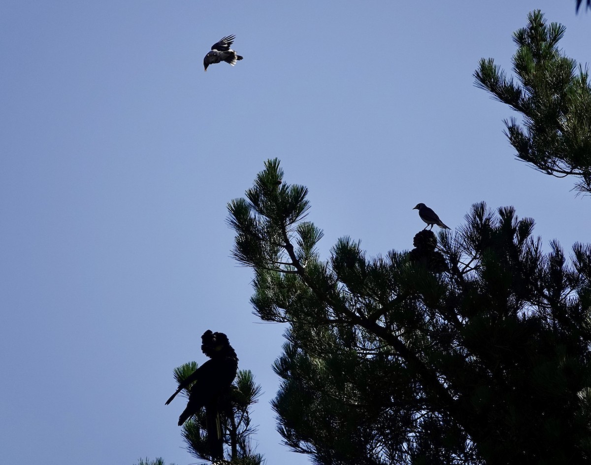 kakadu černý - ML647049063