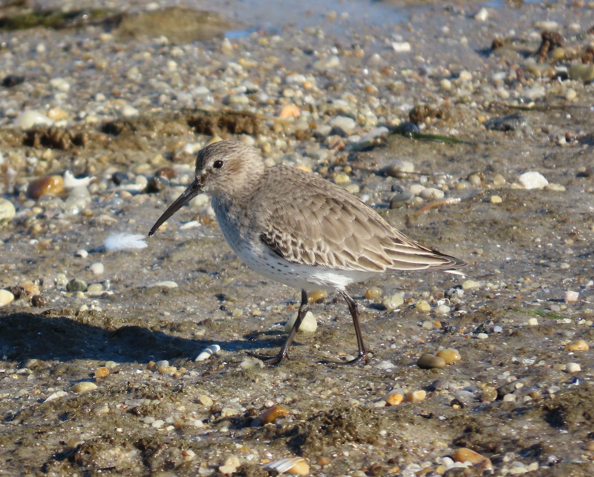 Побережник чорногрудий - ML647049065