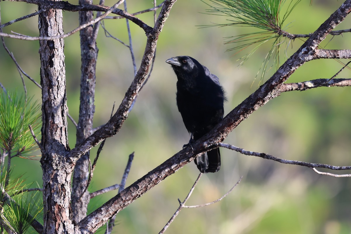 Hispaniolan Palm-Crow - ML647049068