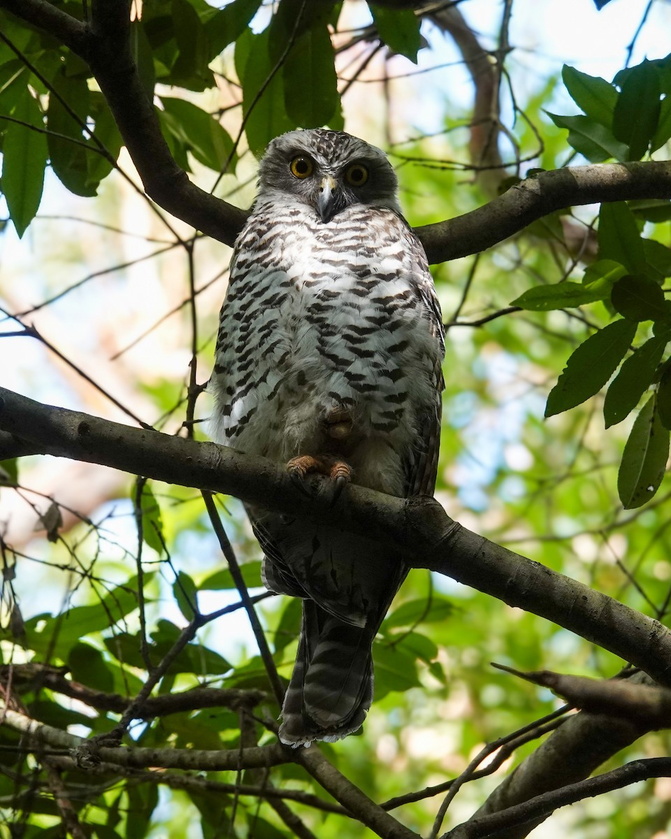 Powerful Owl - ML647049071