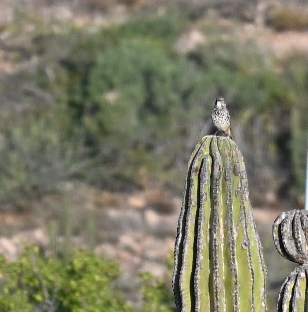 drozdec šedý - ML647049078