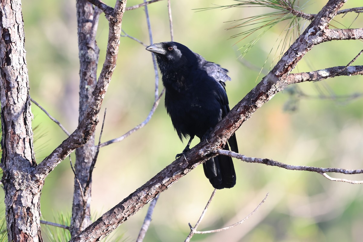 Hispaniolan Palm-Crow - ML647049079