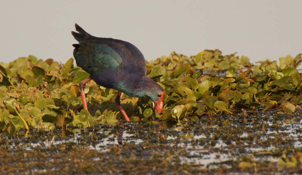 slípka šedohlavá - ML647049081