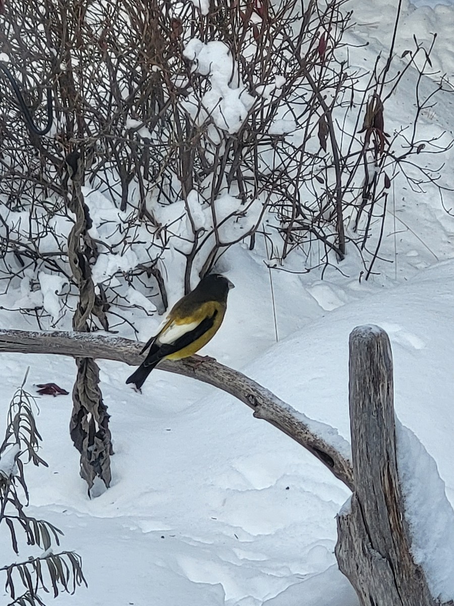 Evening Grosbeak - ML647049082