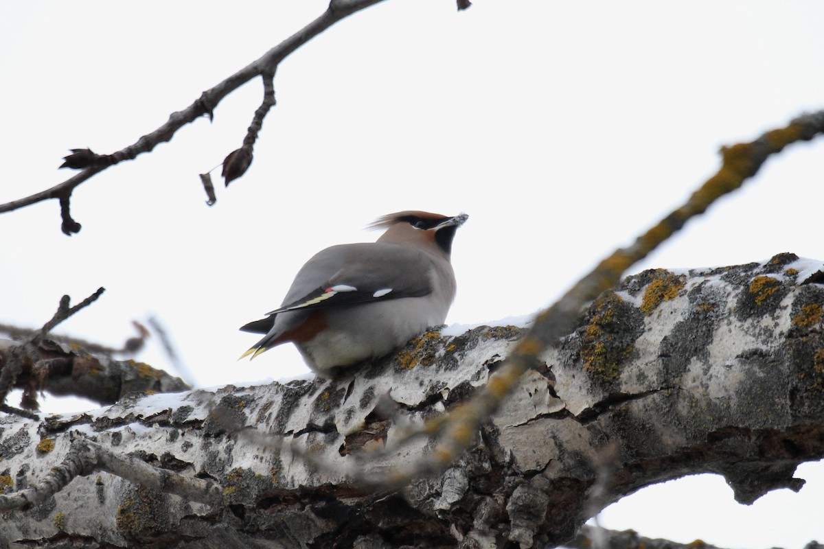 Bohemian Waxwing - ML647049083
