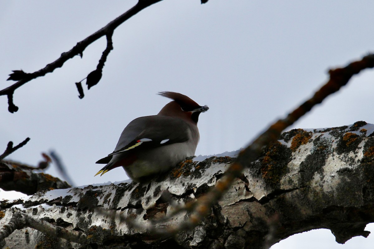 Bohemian Waxwing - ML647049084