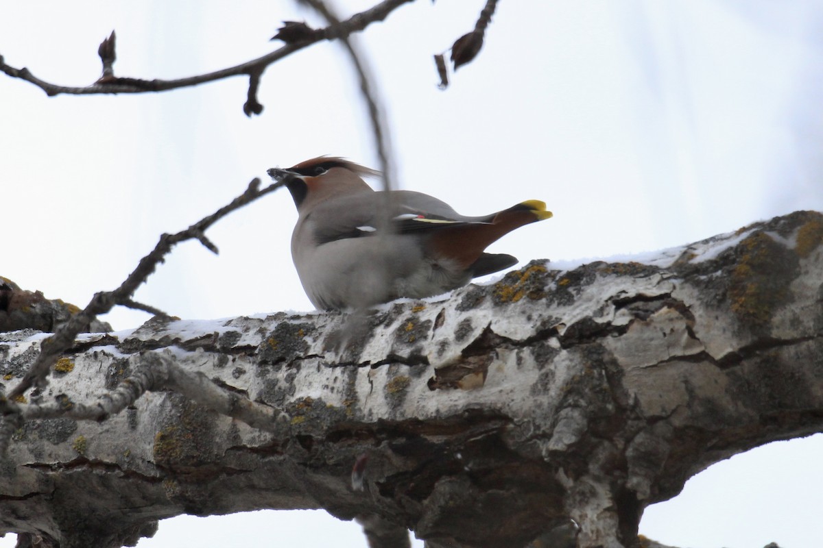 Bohemian Waxwing - ML647049085