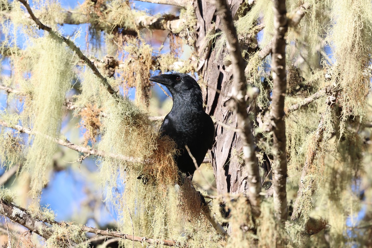 Hispaniolan Palm-Crow - ML647049087