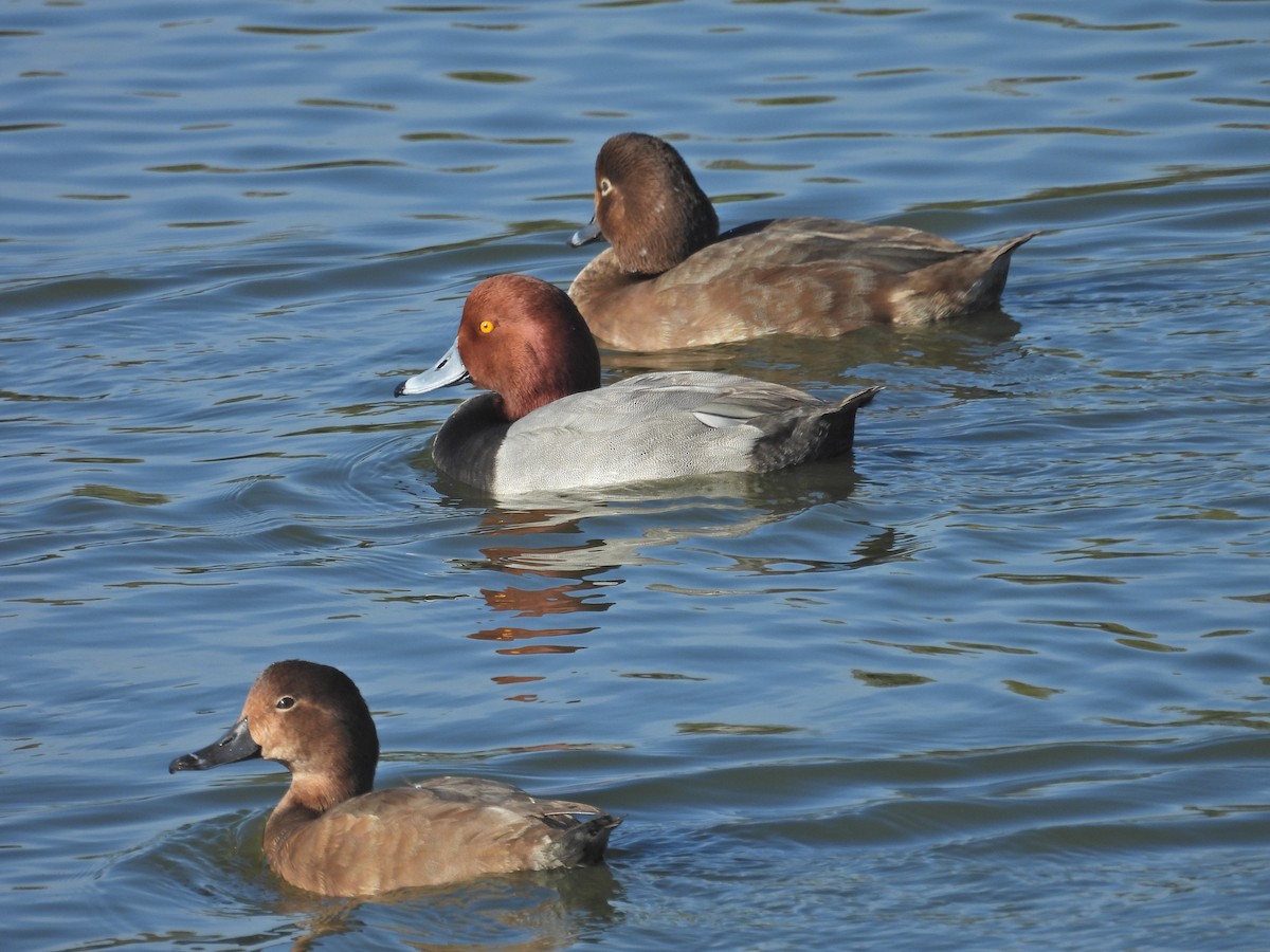 Redhead - ML647049090
