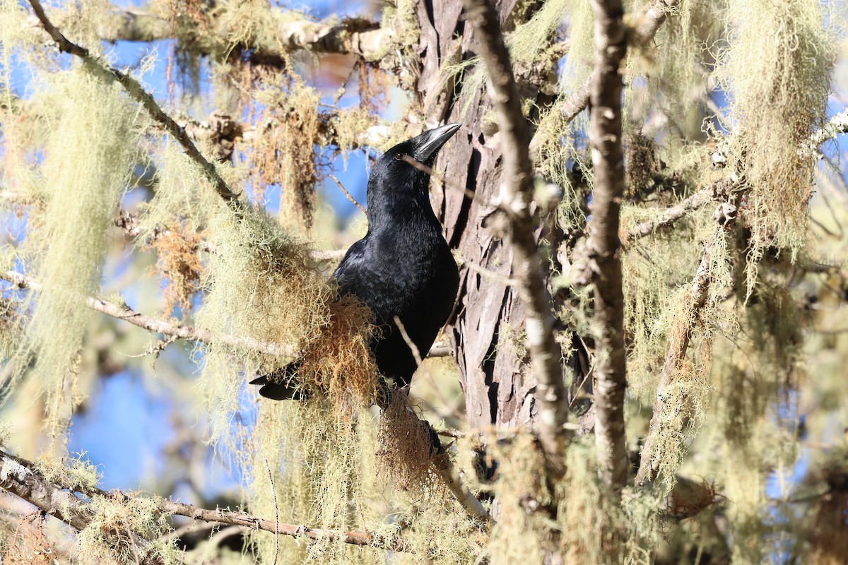 Hispaniolan Palm-Crow - ML647049098