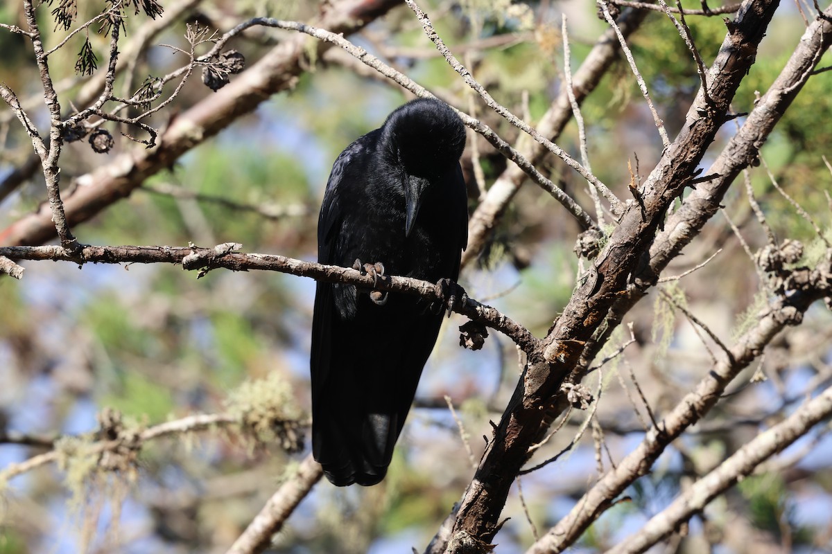 Hispaniolan Palm-Crow - ML647049124