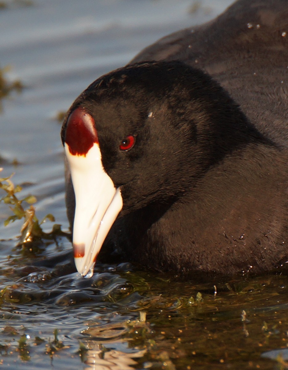 lyska americká - ML647049126