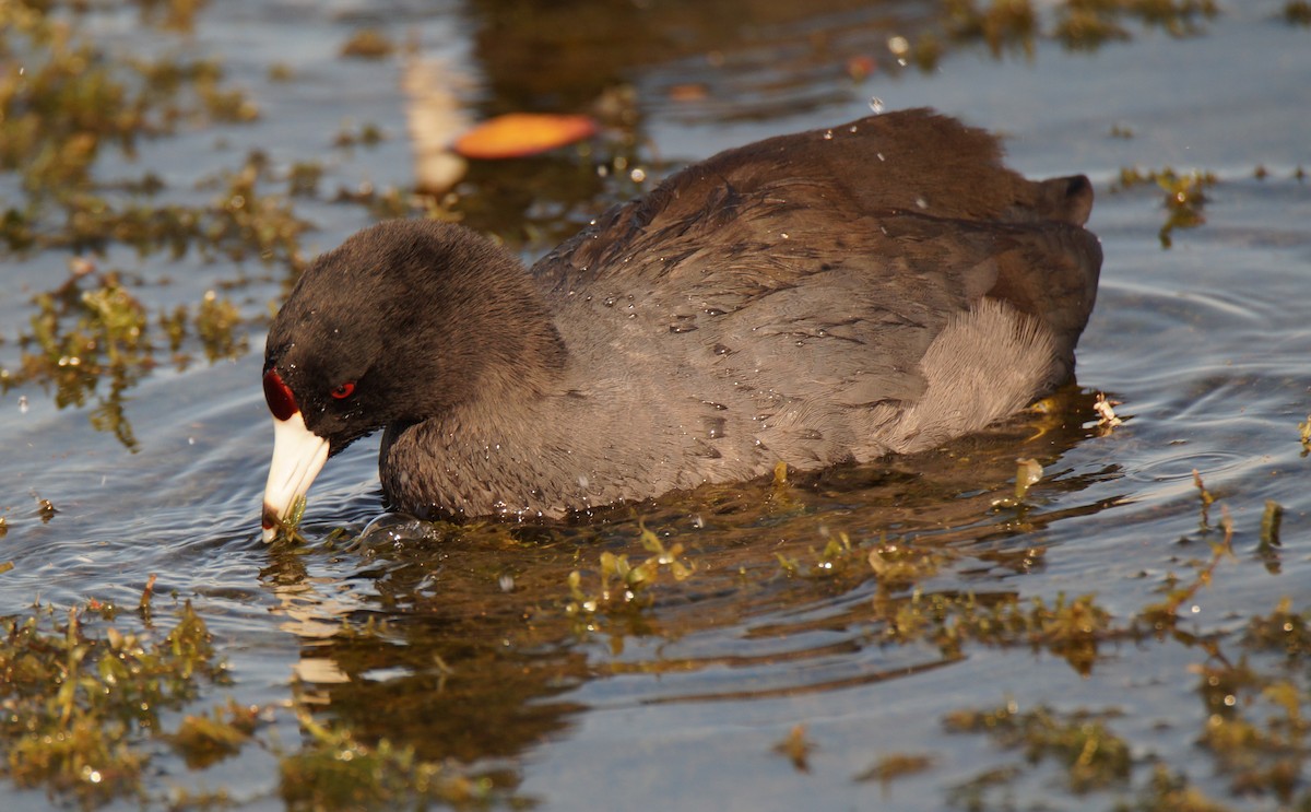 lyska americká - ML647049127