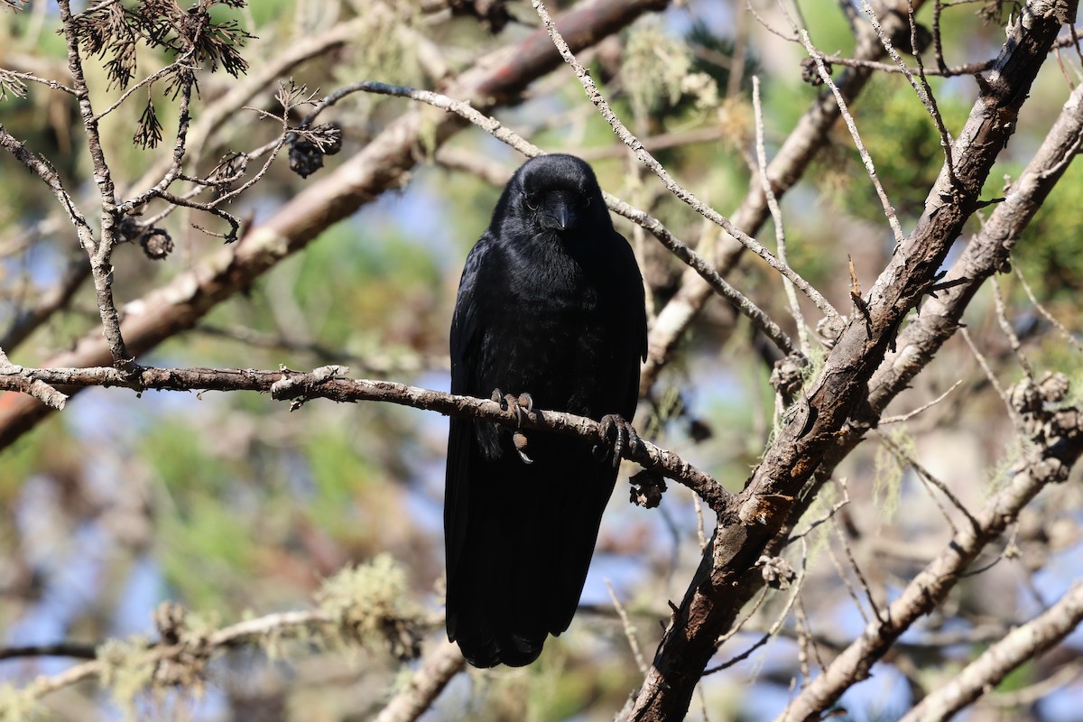 Hispaniolan Palm-Crow - ML647049153