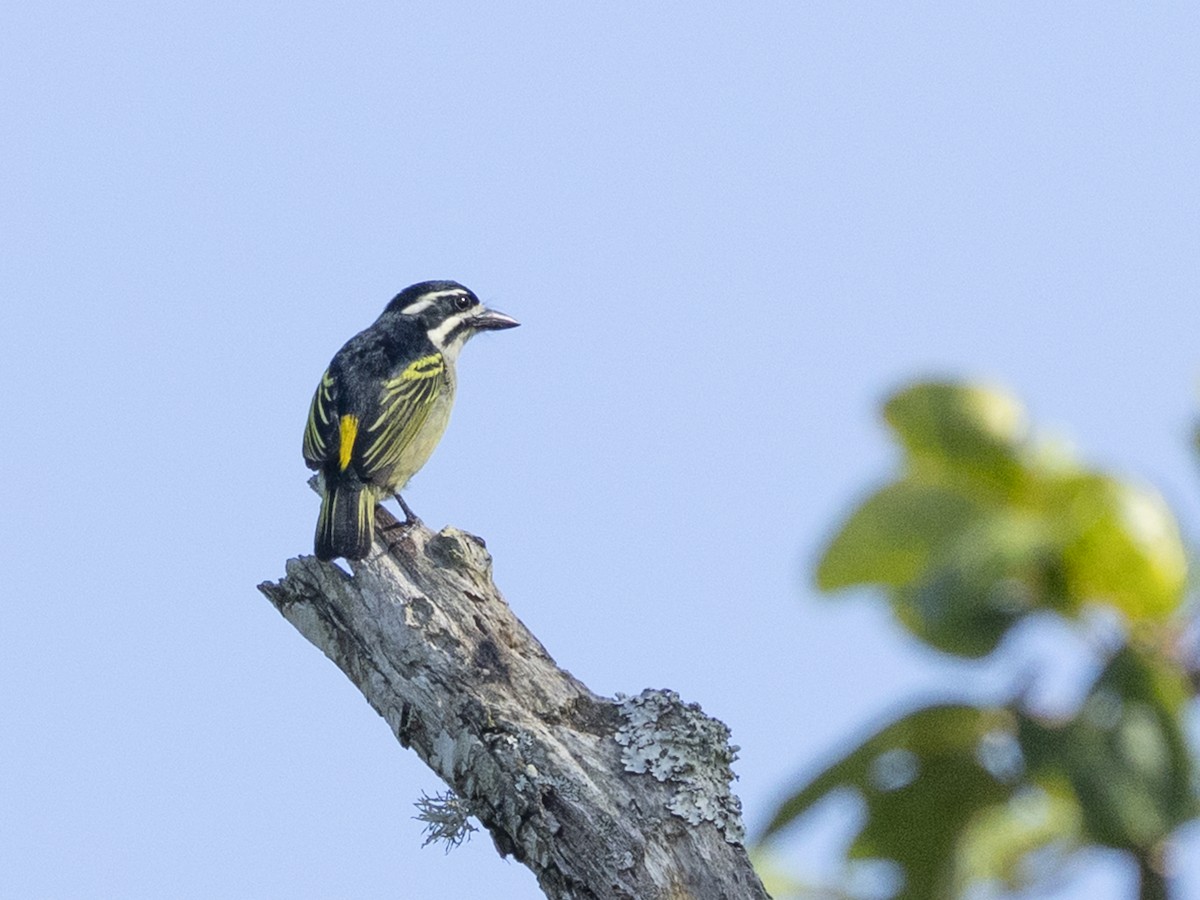 Двухполосый медник [группа bilineatus] - ML647049154